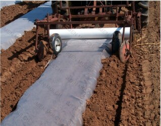 اجرا مکانیزه و پهن کردن فیلم مالچ کشاورزی