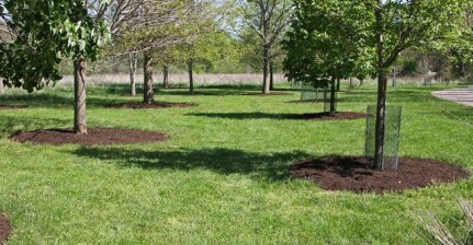 فیلم مالچ باغی