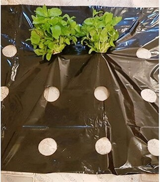 پانچ یا سوراخ کردن فیلم مالچ کشاورزی