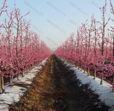 فیلم مالچ باغی